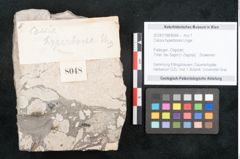 Foto (Objekt + Etikett) von Cassia hyperborea Unger (NHMW-GEO-2024-0188-8048)